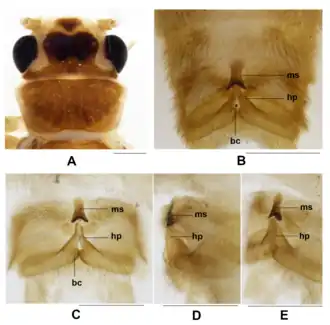 Chinoperla nigrifrons