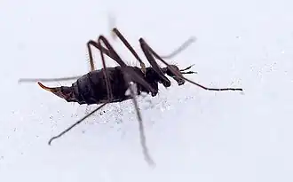 Chionea (Chionea) crassipes