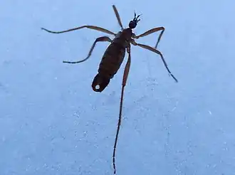 Chionea (Sphaeconophilus) lutescens