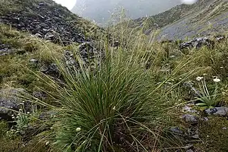 Chionochloa flavescens