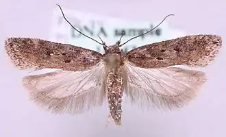 Bruine witkoppalpmot