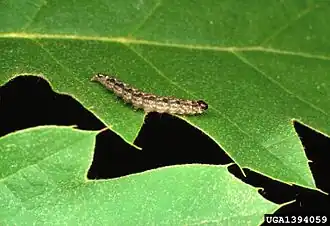 Chionodes formosella