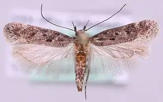 Witschubbige palpmot