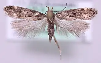 Chionodes ignorantella