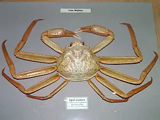 Chionoecetes angulatus