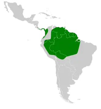 Chiroderma trinitatum