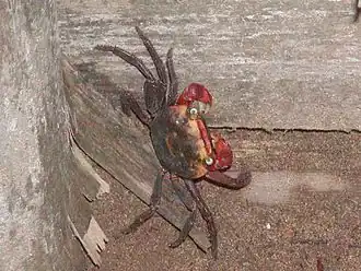 Chiromantes haematocheir