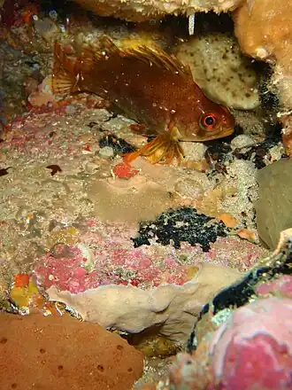 Chironemus maculosus