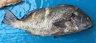 Anisotremus scapularis