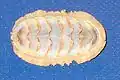 Chiton onderzijde