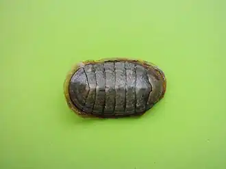 Chiton marmoratus