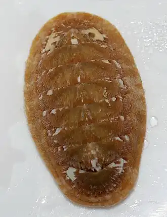 Chiton olivaceus