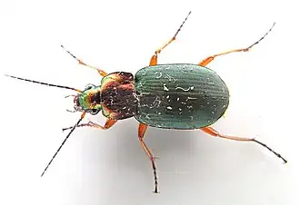 Zwartsprietfluweelloper