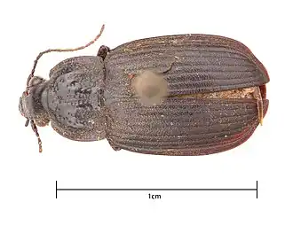 Chlaenius niger