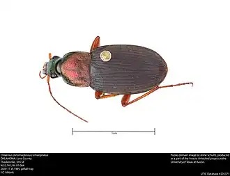Chlaenius emarginatus