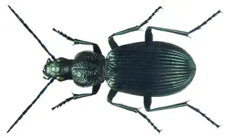 Chlaenius swahilius