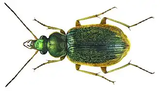 Chlaenius togatus