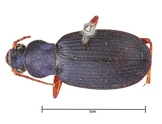 Chlaenius cumatilis