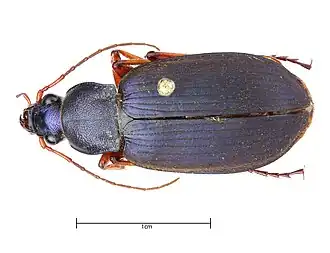 Chlaenius erythropus