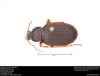 Chlaenius platyderus