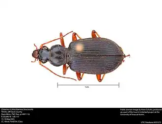 Chlaenius leucoscelis