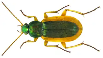 Chlaenius senegalensis
