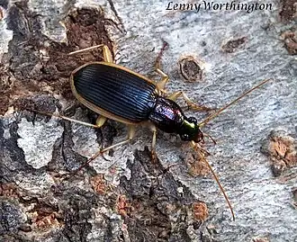 Chlaenius circumdatus