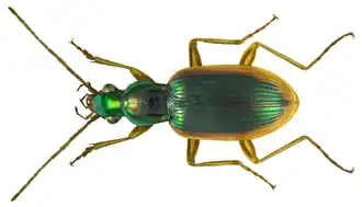 Chlaenius denticulatus