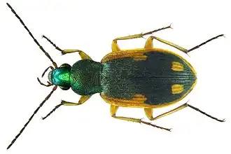 Chlaenius notabilis