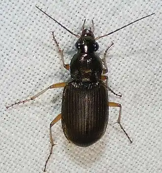Chlaenius pennsylvanicus