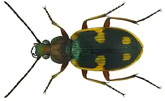 Chlaenius scapularis