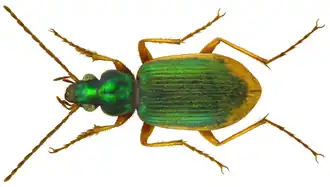 Geelrandfluweelloper