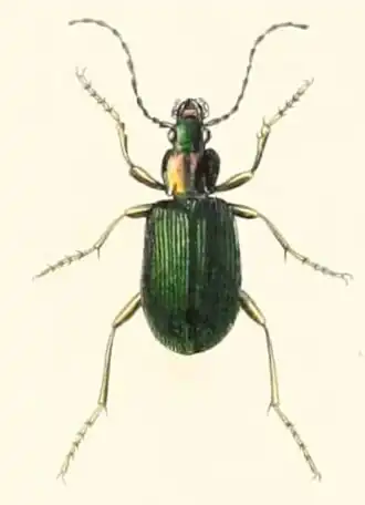 Chlaenius virescens