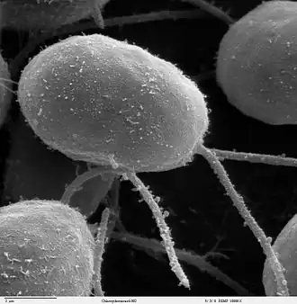 Chlamydomonas (Vergroting: 10.000, SEM)