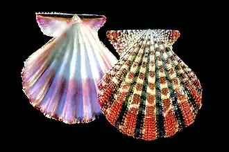 Gloripallium maculosum