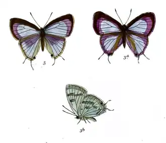 Chliaria cachara