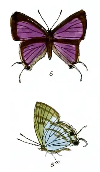 Chliaria watsoni