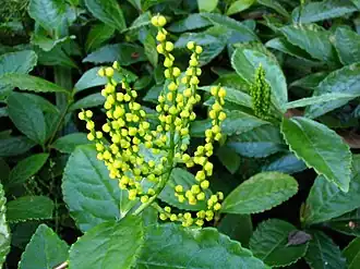 Chloranthus spicatus