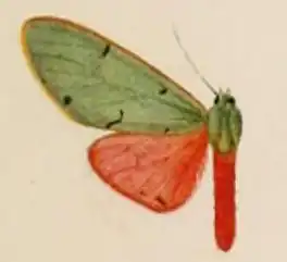 Chlorhoda thoracica