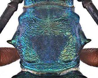 Chloridolum estrellae