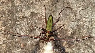 Chloridolum japonicum