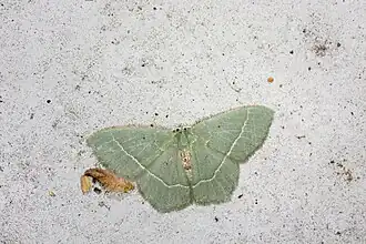 Chlorissa distinctaria