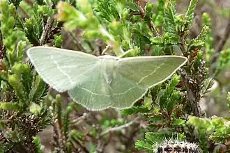 Smaragdgroene zomervlinder