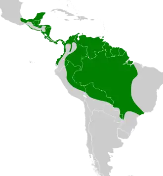 Groene dwergijsvogel