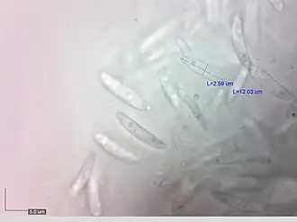 Grootsporige kopergroenbekerzwam