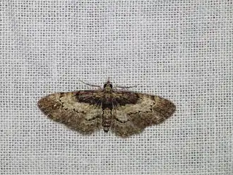 Chloroclystis approximata