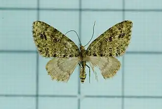 Chloroclystis blanda