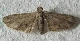 Chloroclystis costicavata