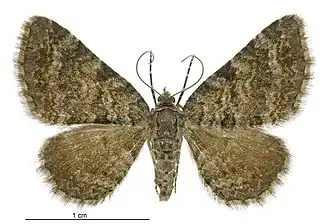 Chloroclystis nereis