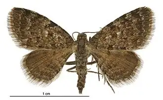 Chloroclystis nereis